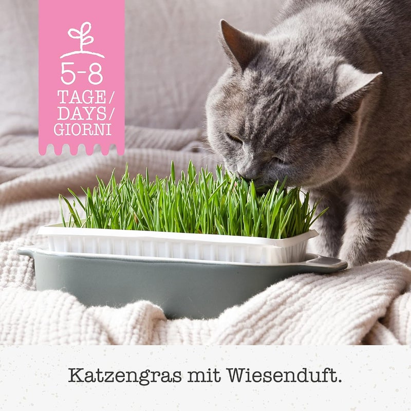 Gimborn Cat-Grass With Scent Of Meadows 150 gm - Image 2