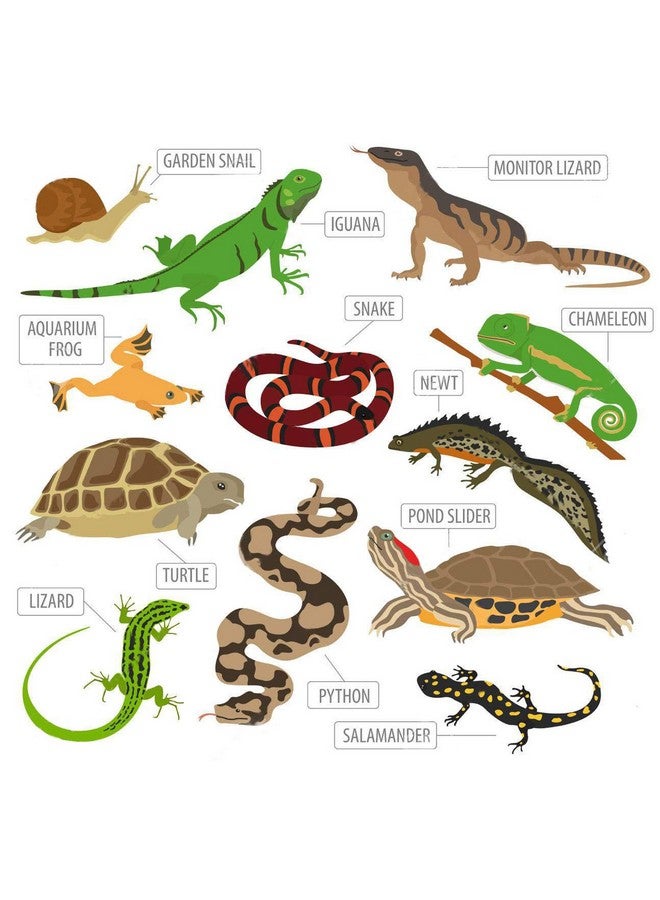 PET (Pci) Repti-Cal || Provide Essential Calcium & Vitamin D3 || Healthy Reptile And Amphibians Healthcare || 250Grm - Image 3