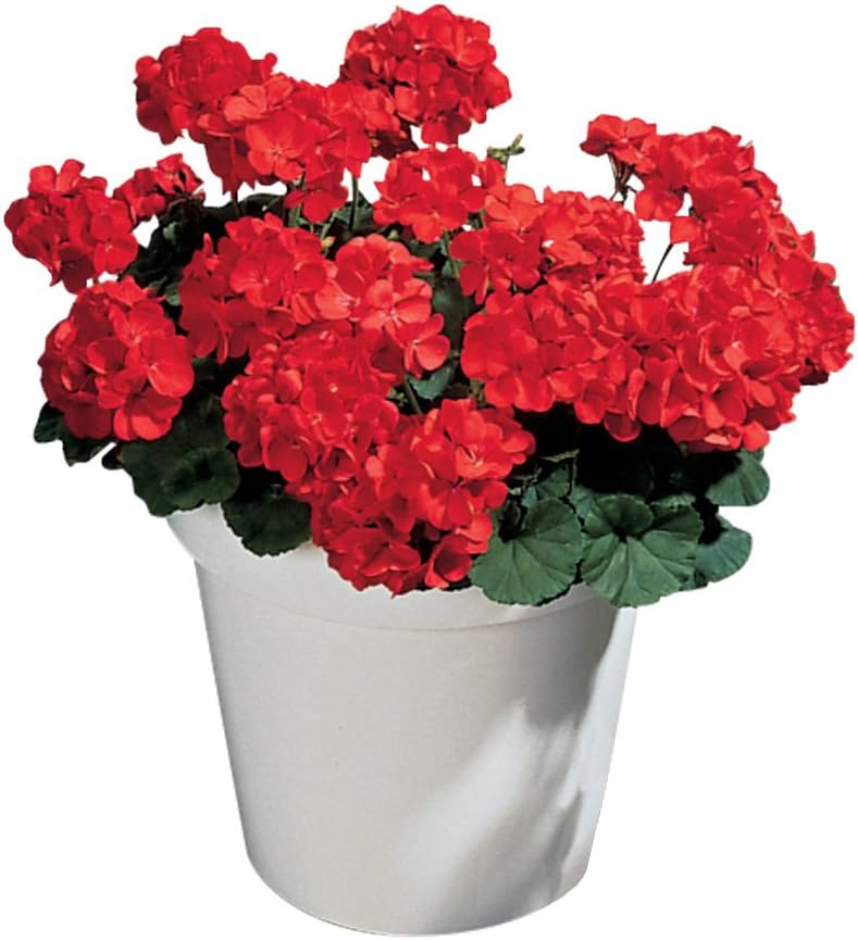 Burpee Big Red Geranium Seeds 10 seeds - Image 1