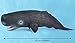 SmilerSmile Simulated Ocean Big Animal One pc 15 Inch Soft Filled Rubber Sea Educational Toys Sperm Whale - Image 3