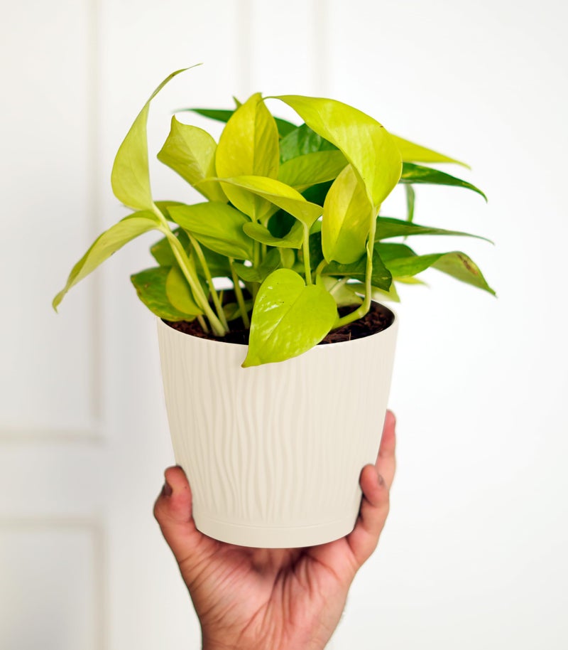 Nurturing Green® Set of 3 Self Watering Pots for Home, Decor & Garden | Flower Pots, Planters for Indoor Plants | Plastic Pots for Living Room (Color: Ivory, Size: 14cm x 12.5cm Each) - Image 5