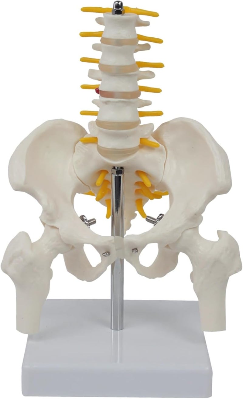 Lumbar Vertebrae, Human Pelvis Model for Anatomy - Image 1