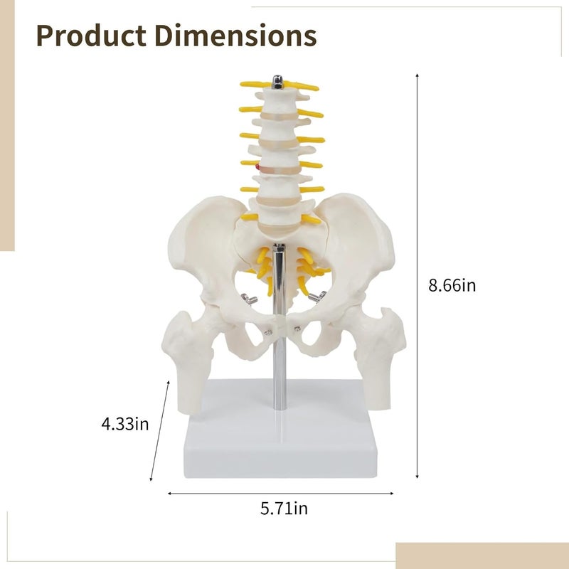 Lumbar Vertebrae, Human Pelvis Model for Anatomy - Image 4