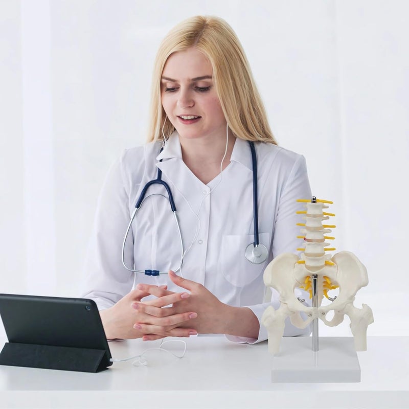 Lumbar Vertebrae, Human Pelvis Model for Anatomy - Image 2