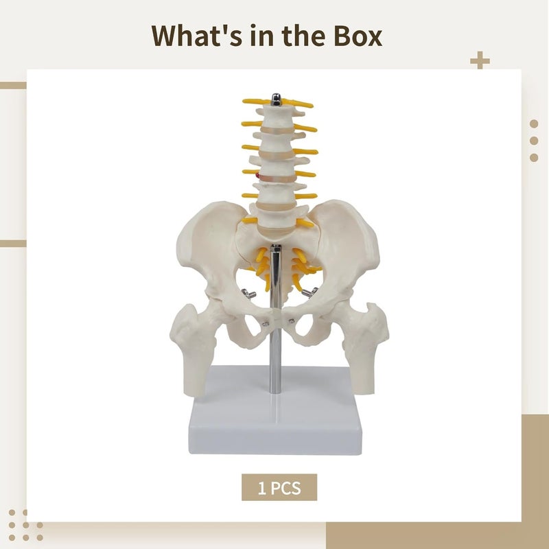 Lumbar Vertebrae, Human Pelvis Model for Anatomy - Image 3