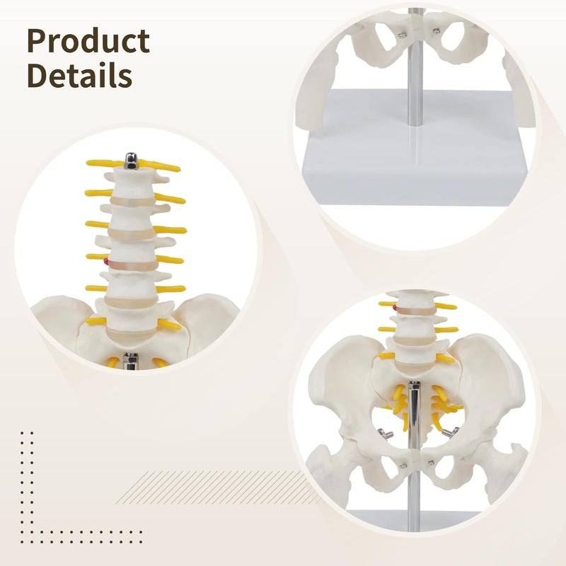 Lumbar Vertebrae, Human Pelvis Model for Anatomy - Image 5