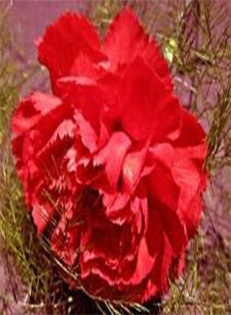 GGOOT Carnation GRENADIN Scarlet Dianthus Caryophyllus - 200 Bulk (PKD) Seeds