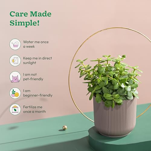 UGAOO Jade Plant in Mocca Ibiza Pot | Low-Maintenance Succulent for Home Decor, Office Desk & Good Luck Feng Shui Plant - Image 4