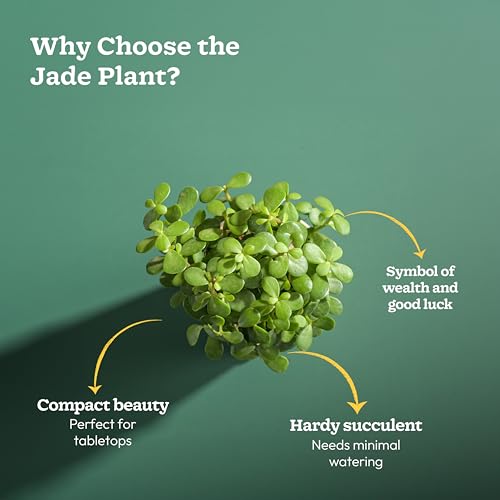 UGAOO Jade Plant in Mocca Ibiza Pot | Low-Maintenance Succulent for Home Decor, Office Desk & Good Luck Feng Shui Plant - Image 5