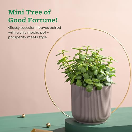 UGAOO Jade Plant in Mocca Ibiza Pot | Low-Maintenance Succulent for Home Decor, Office Desk & Good Luck Feng Shui Plant - Image 2
