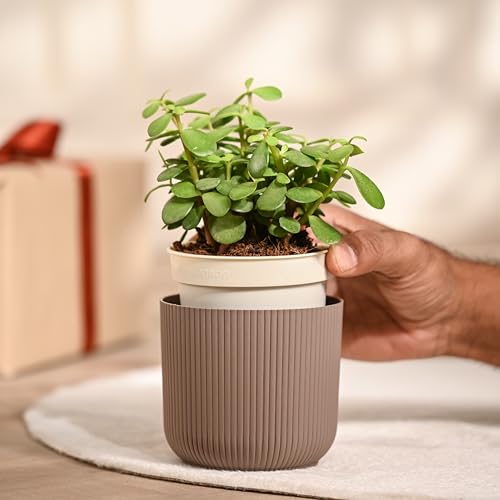 UGAOO Jade Plant in Mocca Ibiza Pot | Low-Maintenance Succulent for Home Decor, Office Desk & Good Luck Feng Shui Plant - Image 3