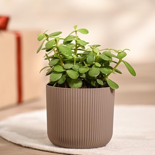 UGAOO Jade Plant in Mocca Ibiza Pot | Low-Maintenance Succulent for Home Decor, Office Desk & Good Luck Feng Shui Plant - Image 1