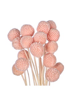 Yatai Yatai Natural Dried Craspedia Flower for Vase filling and other Flower Arrangements  - Image 4
