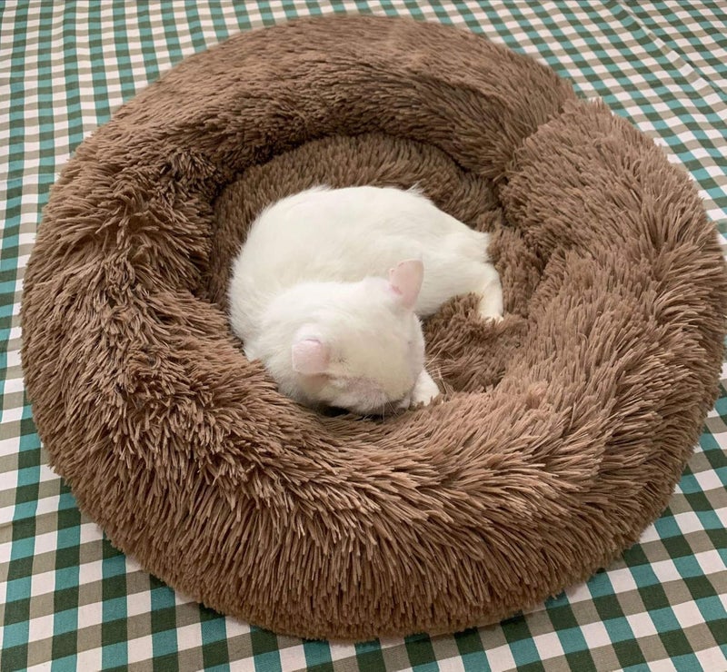 Modern Soft Plush Round Pet Bed for Cats or Small Dogs, Mini Medium Sized Dog Cat Bed Self Warming Autumn Winter Indoor Snooze Sleeping Cozy Kitty Teddy Kennel (M(23.6”Dx7.9 H), Coffee) - Image 4