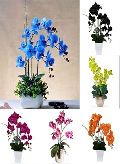 200Pcs/Bag Phalaenopsis Seeds Highly Ornamental Fast Growing Acidic Soil VibrantBonsai Garden Moth Orchid Seeds for Growing in Lawn Beds Gardens Phalaenopsis Seeds One Size
