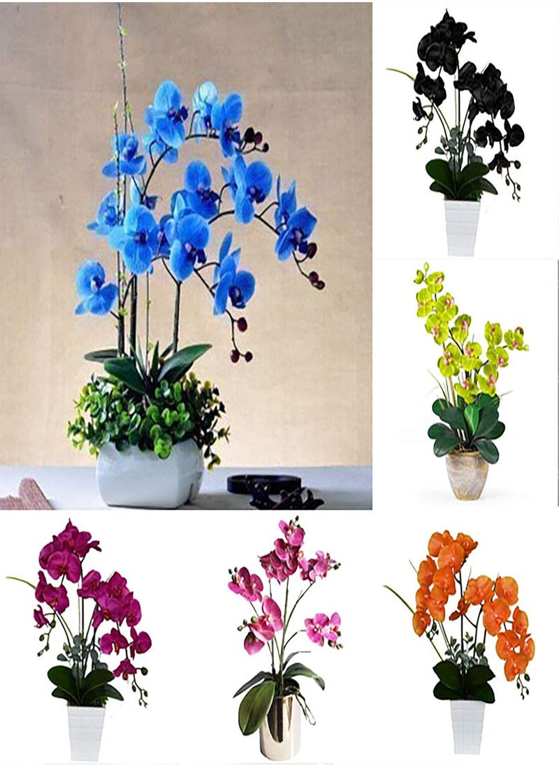 GGOOT - 200Pcs/Bag Phalaenopsis Seeds Highly Ornamental Fast Growing Acidic Soil VibrantBonsai Garden Moth Orchid Seeds for Growing in Lawn Beds Gardens Phalaenopsis Seeds One Size - Image 1