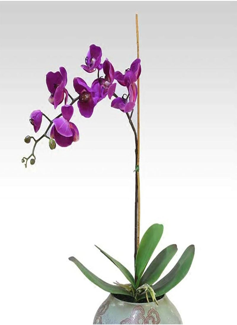 GGOOT - 200Pcs/Bag Phalaenopsis Seeds Highly Ornamental Fast Growing Acidic Soil VibrantBonsai Garden Moth Orchid Seeds for Growing in Lawn Beds Gardens Phalaenopsis Seeds One Size - Image 1