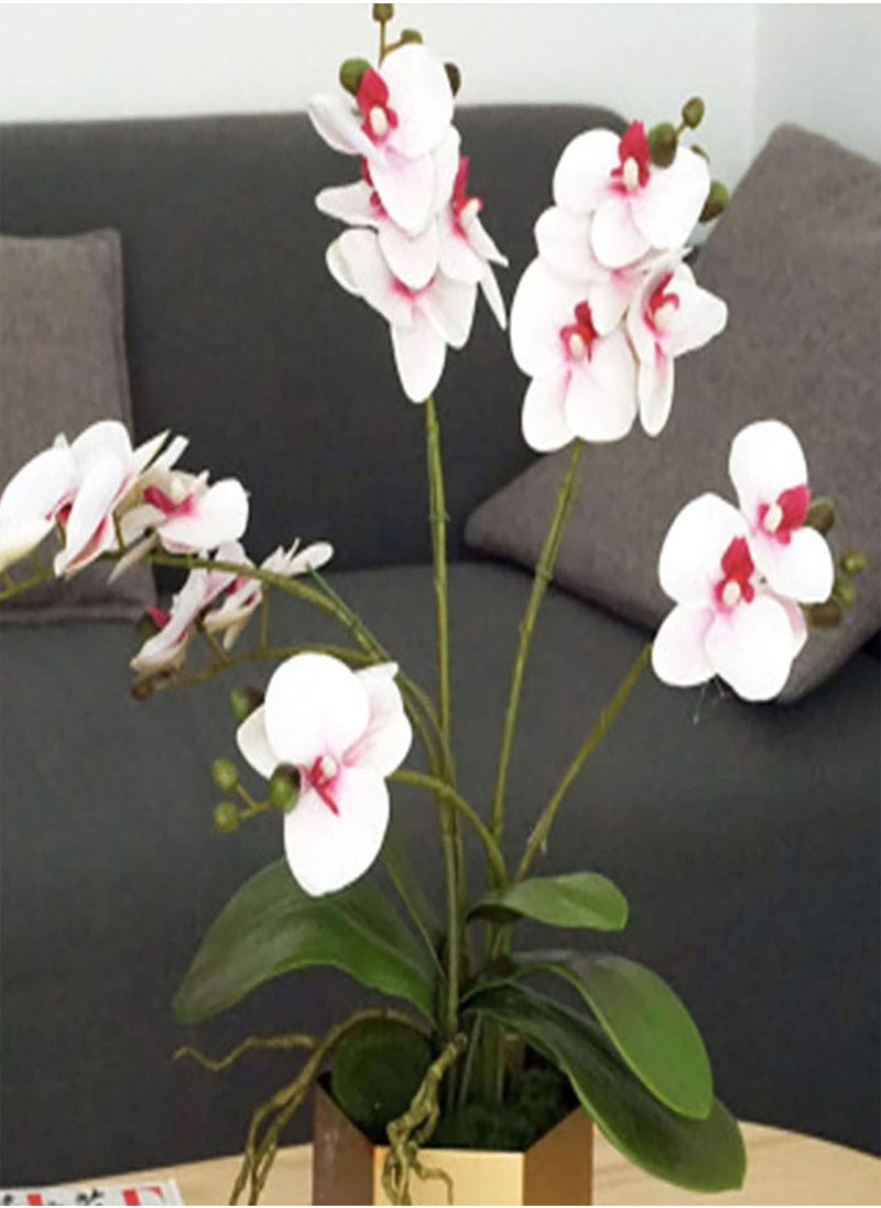 GGOOT - 200Pcs/Bag Phalaenopsis Seeds Highly Ornamental Fast Growing Acidic Soil VibrantBonsai Garden Moth Orchid Seeds for Growing in Lawn Beds Gardens Phalaenopsis Seeds One Size - Image 1