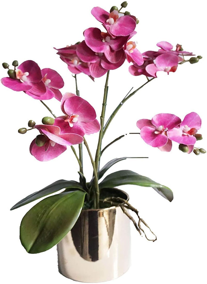 GGOOT - 200Pcs/Bag Phalaenopsis Seeds Highly Ornamental Fast Growing Acidic Soil VibrantBonsai Garden Moth Orchid Seeds for Growing in Lawn Beds Gardens Phalaenopsis Seeds One Size - Image 1