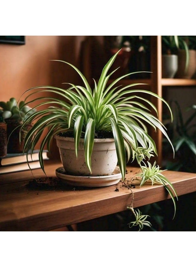 Spider Plant in White Pot, Indoor Plant, Hanging Green Leaves - Image 5