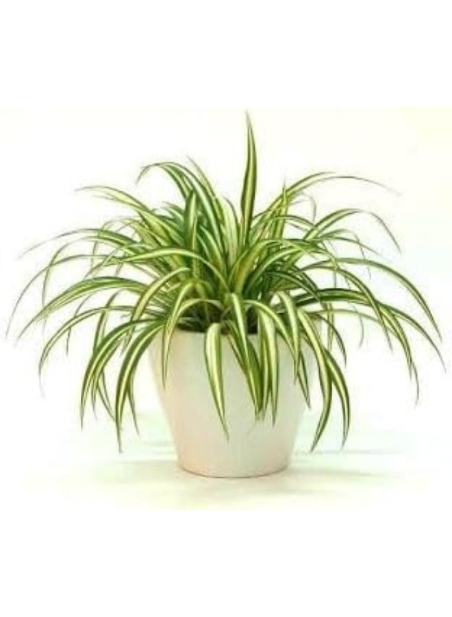 Spider Plant in White Pot, Indoor Plant, Hanging Green Leaves - Image 1