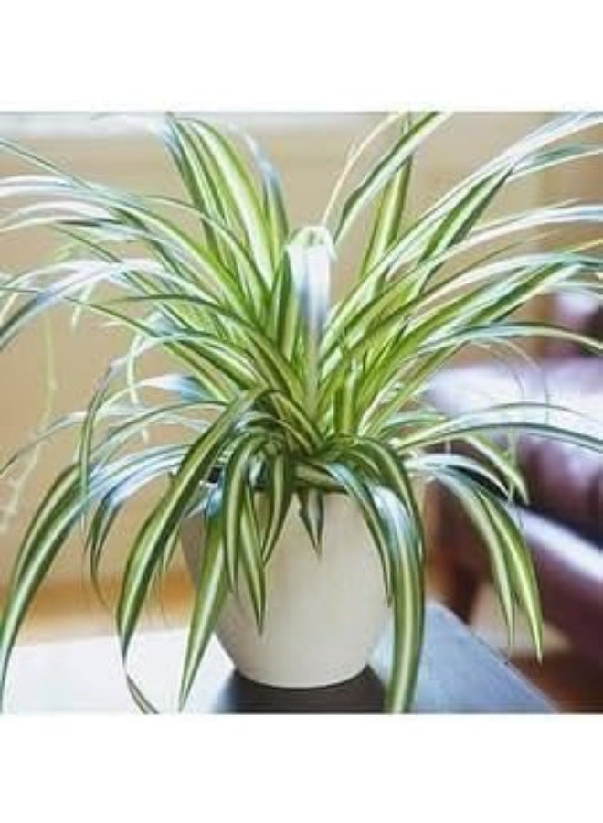 Spider Plant in White Pot, Indoor Plant, Hanging Green Leaves - Image 2