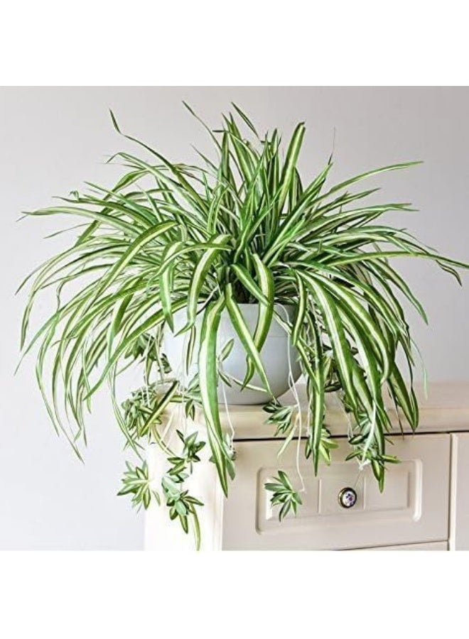Spider Plant in White Pot, Indoor Plant, Hanging Green Leaves - Image 4