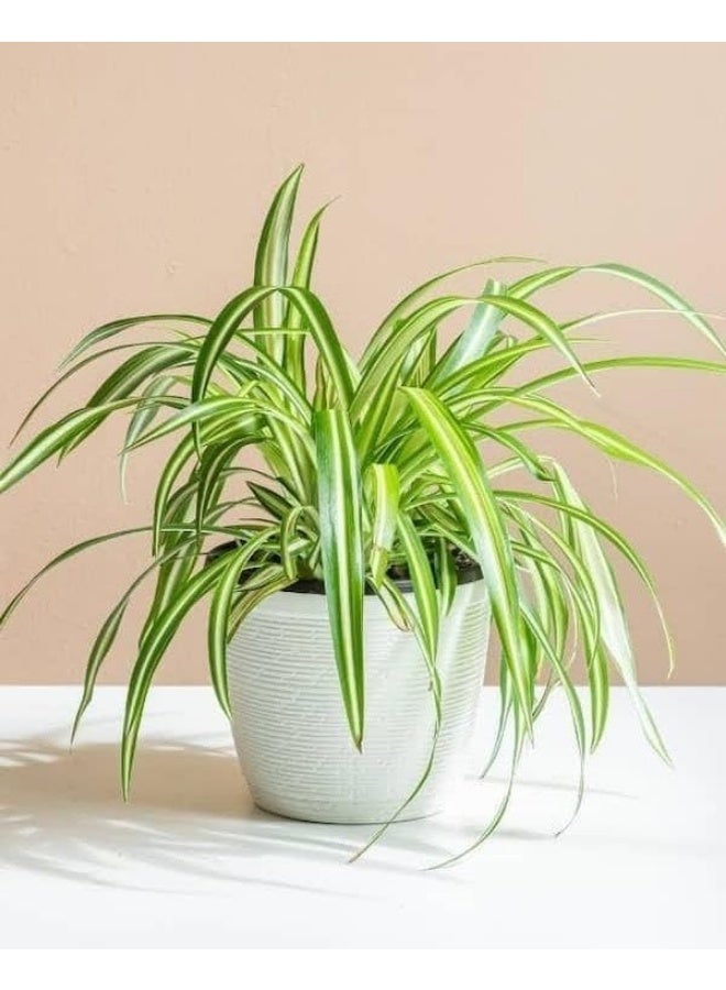 Spider Plant in White Pot, Indoor Plant, Hanging Green Leaves - Image 3