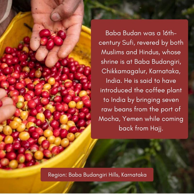 Toffee Coffee Roasters | Baba Budangiri Coffee | As Seen On Shark Tank | 100% Arabica | Medium Dark Roast Coffee | Grounded Coffee (Drip Over, 250gm) - Image 5