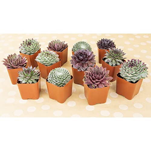 Plants for Pets Sempervivum Succulents Plants Live Indoor Plants (5PK), Sempervivum Plants Live Houseplants, Hen and Chicks Live Plants Indoor House Plants, Rosette Succulent Plants in Plant Pots by Plants for Pets - Image 3