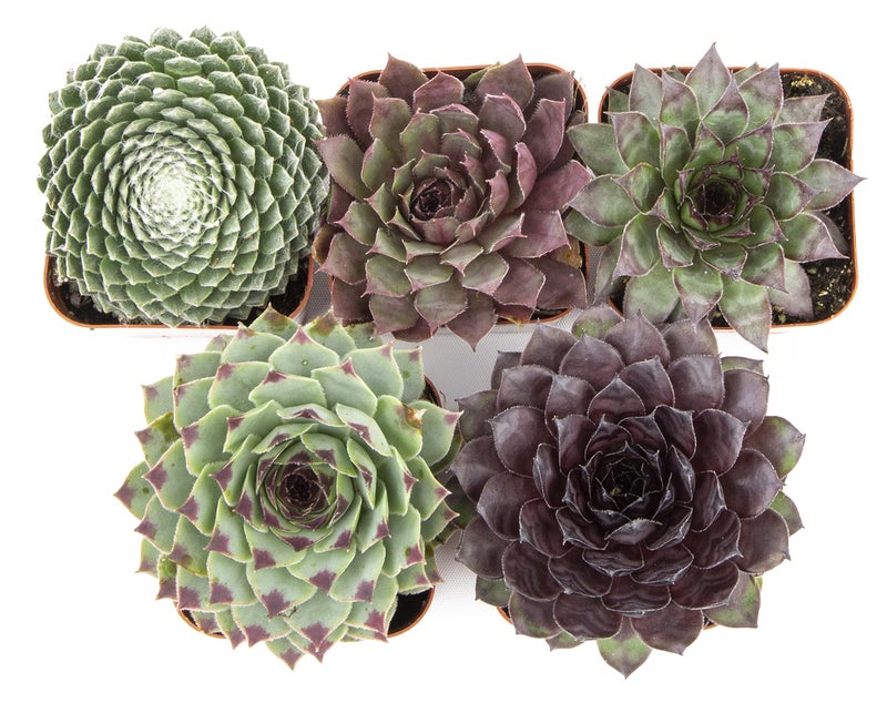 Plants for Pets Sempervivum Succulents Plants Live Indoor Plants (5PK), Sempervivum Plants Live Houseplants, Hen and Chicks Live Plants Indoor House Plants, Rosette Succulent Plants in Plant Pots by Plants for Pets - Image 4