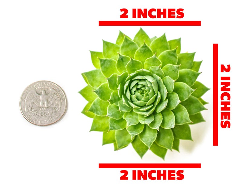 Plants for Pets Sempervivum Succulents Plants Live Indoor Plants (5PK), Sempervivum Plants Live Houseplants, Hen and Chicks Live Plants Indoor House Plants, Rosette Succulent Plants in Plant Pots by Plants for Pets - Image 2