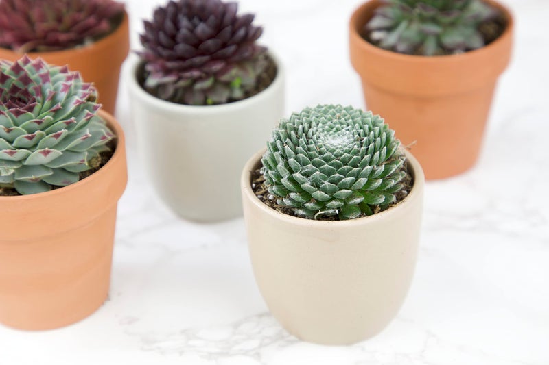 Plants for Pets Sempervivum Succulents Plants Live Indoor Plants (5PK), Sempervivum Plants Live Houseplants, Hen and Chicks Live Plants Indoor House Plants, Rosette Succulent Plants in Plant Pots by Plants for Pets - Image 5