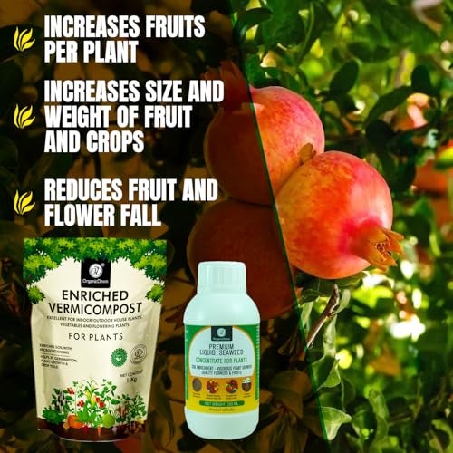 OrganicDews Enriched Vermicompost 1 Kg + Liquid Seaweed Fertilizer 250 ml Bio Stimulant - Plant Growth Enhancer, Soil Conditioner for Indoor & Outdoor - Image 3