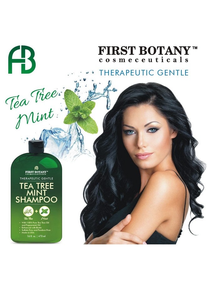 First Botany, Tea Tree Oil Shampoo 16 fl oz - Anti Dandruff Shampoo Natural Oil cleanser For Dry Itchy & Flaky Scalp - Sulfate Free Paraben Free Cleanser - Prevents Head Lice & Thinning - Image 3