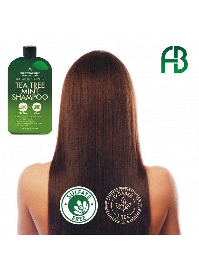 First Botany, Tea Tree Oil Shampoo 16 fl oz - Anti Dandruff Shampoo Natural Oil cleanser For Dry Itchy & Flaky Scalp - Sulfate Free Paraben Free Cleanser - Prevents Head Lice & Thinning - Image 4