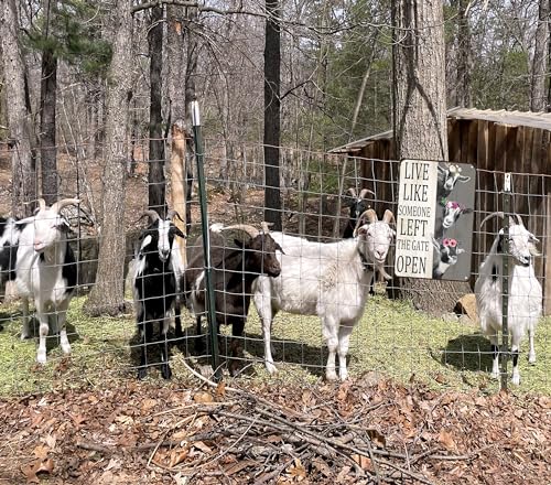 Crazysign Goat Gifts Vintage Goat Decor Sign Live Like Someone Left The Gate Open Tin Sign for Home Farm Fence Kitchen Bathroom Bedroom Wall Decor 8x12 Inches (3198) - Image 5