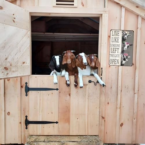 Crazysign Goat Gifts Vintage Goat Decor Sign Live Like Someone Left The Gate Open Tin Sign for Home Farm Fence Kitchen Bathroom Bedroom Wall Decor 8x12 Inches (3198) - Image 4