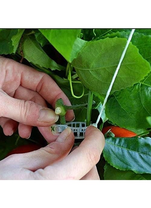 Mihey 300 Pcs Tomato Trellis Clips Tomato Vine Clips Plant Support Garden Clips for Vine Vegetables to Grow Upright and Healthier  - Image 2