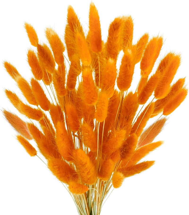 Phliofd 100 Pcs Bunny Tails Dried Flowers, Natural Dried Bunny Tails Grass Dried Lagurus Ovatus Rabbit Tail Grass for Flowers Arrangements DIY Craft Wedding Party Home Table Decor (Orange) - Image 1