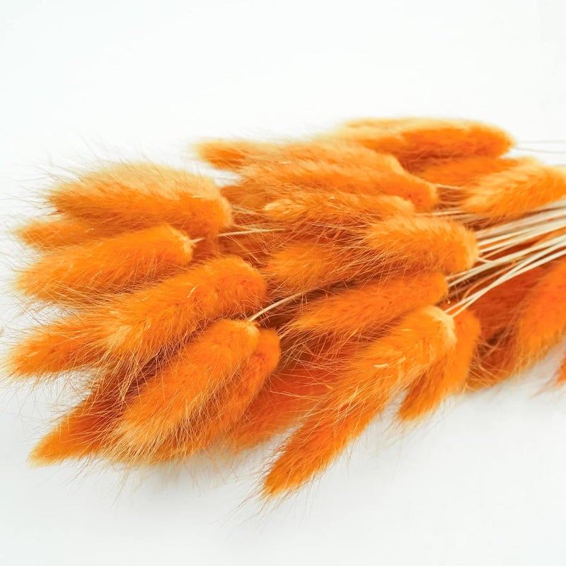 Phliofd 100 Pcs Bunny Tails Dried Flowers, Natural Dried Bunny Tails Grass Dried Lagurus Ovatus Rabbit Tail Grass for Flowers Arrangements DIY Craft Wedding Party Home Table Decor (Orange) - Image 5