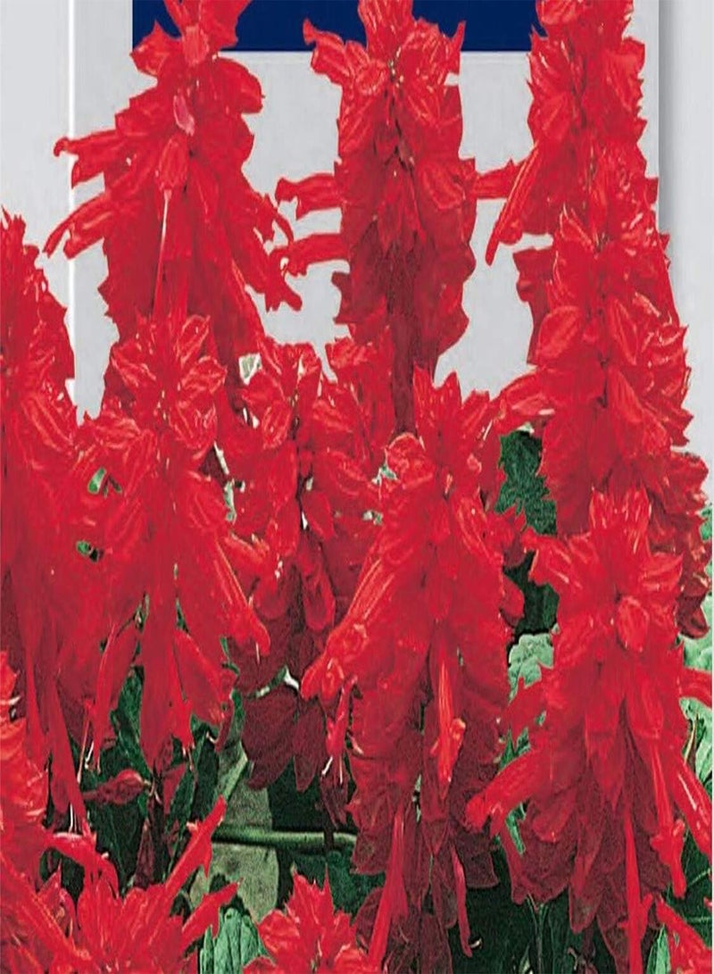 GGOOT Seeds of Sage Splendens Alta