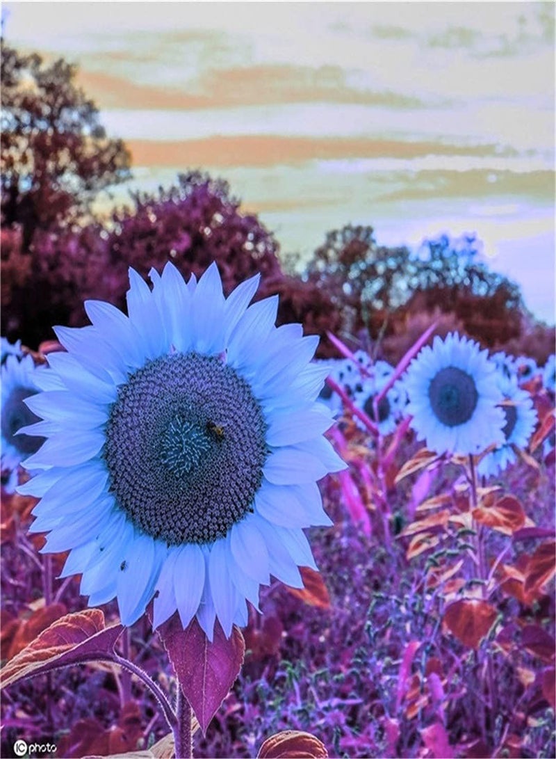 GGOOT Imported Sunflower Seeds Kit for Garden Planting UK Flower Seeds Variety Pack The World Attracts Attention-100 PCS - Image 3