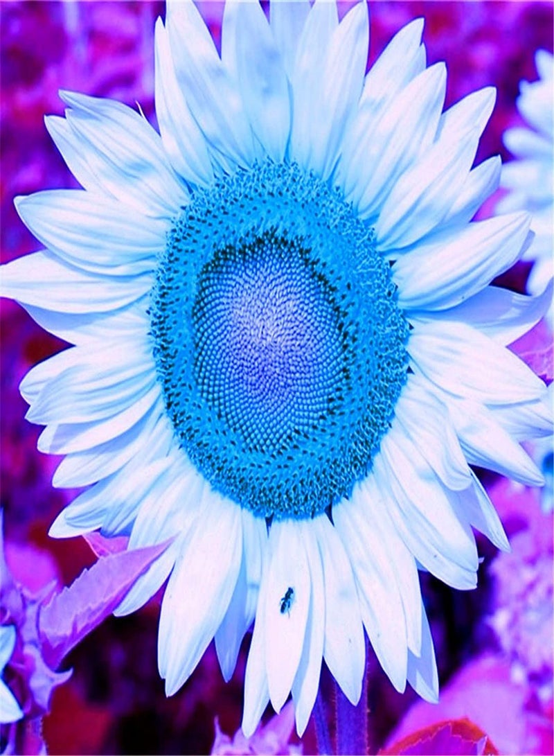 GGOOT Imported Sunflower Seeds Kit for Garden Planting UK Flower Seeds Variety Pack The World Attracts Attention-100 PCS - Image 1