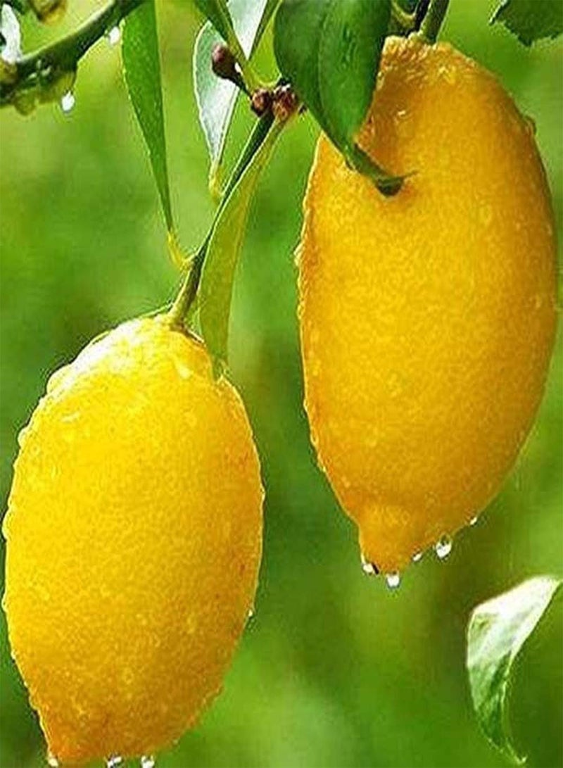 GGOOT 50Pcs Lemon Seeds for Planting Fresh Heirloom Lime Seed White Petals As Indoor Outdoor Garden Decoration Easy to Survive Fruit Trees - Image 1