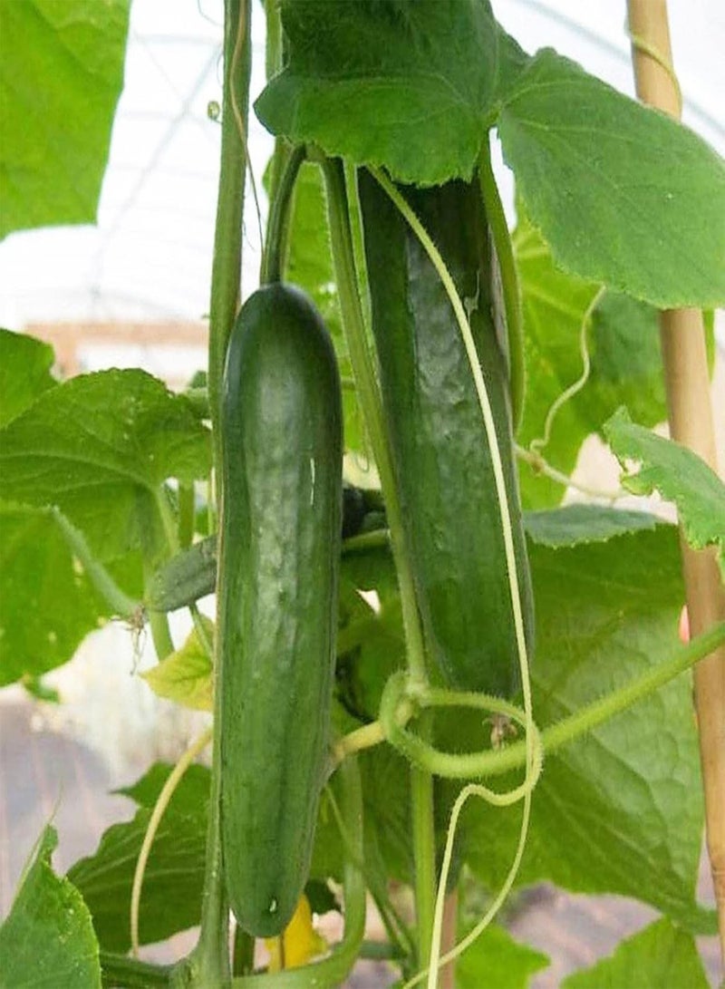 جي جوت 30 قطعة من بذور الخيار غير المعدلة وراثيًا، بذور خضراوات ملقحة مفتوحة، معدل إنبات مرتفع، بذور خضراوات متسلقة للزراعة في الحديقة، خضراء - Image 1