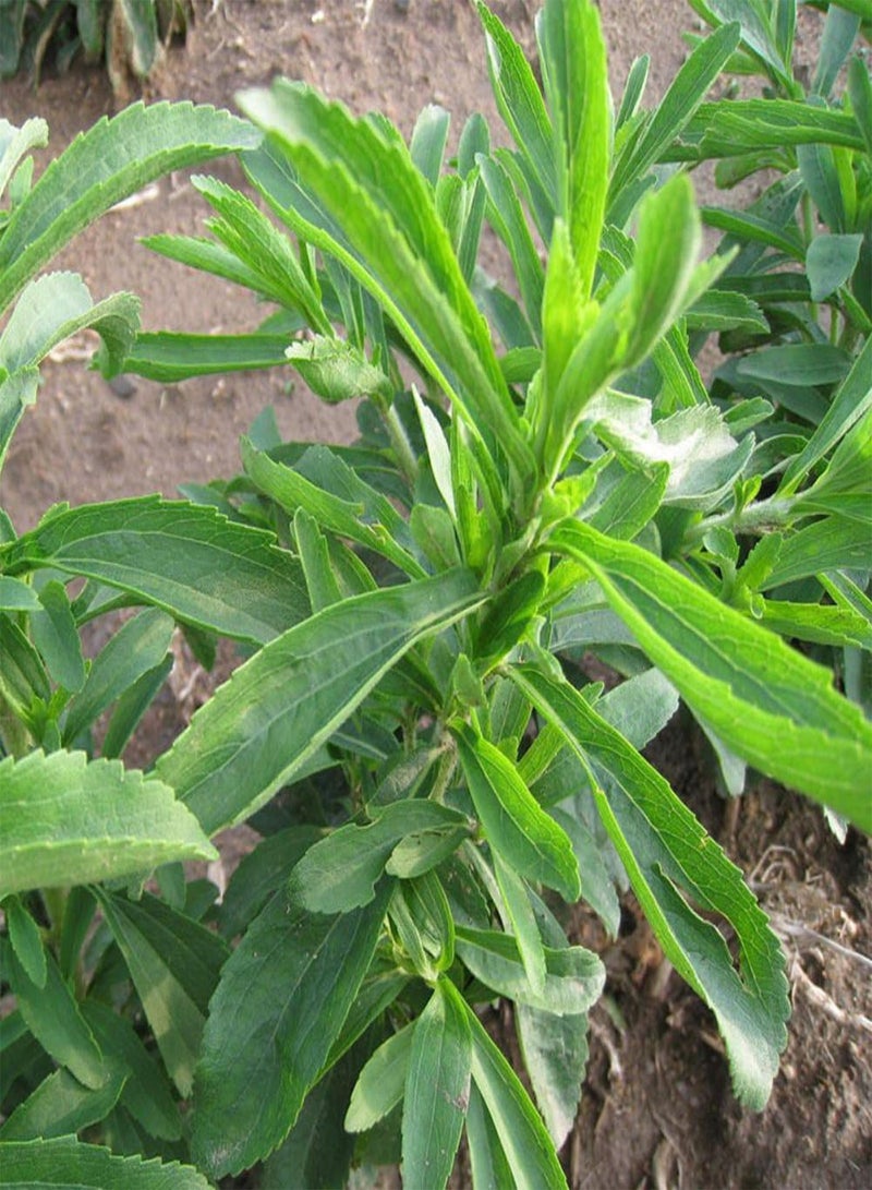 جي جوت 50 قطعة من بذور ستيفيا ريبوديانا الحلوة بديل السكر بذور نباتات الزهور لتزيين الحديقة بذور ستيفيا ريبوديانا - Image 4