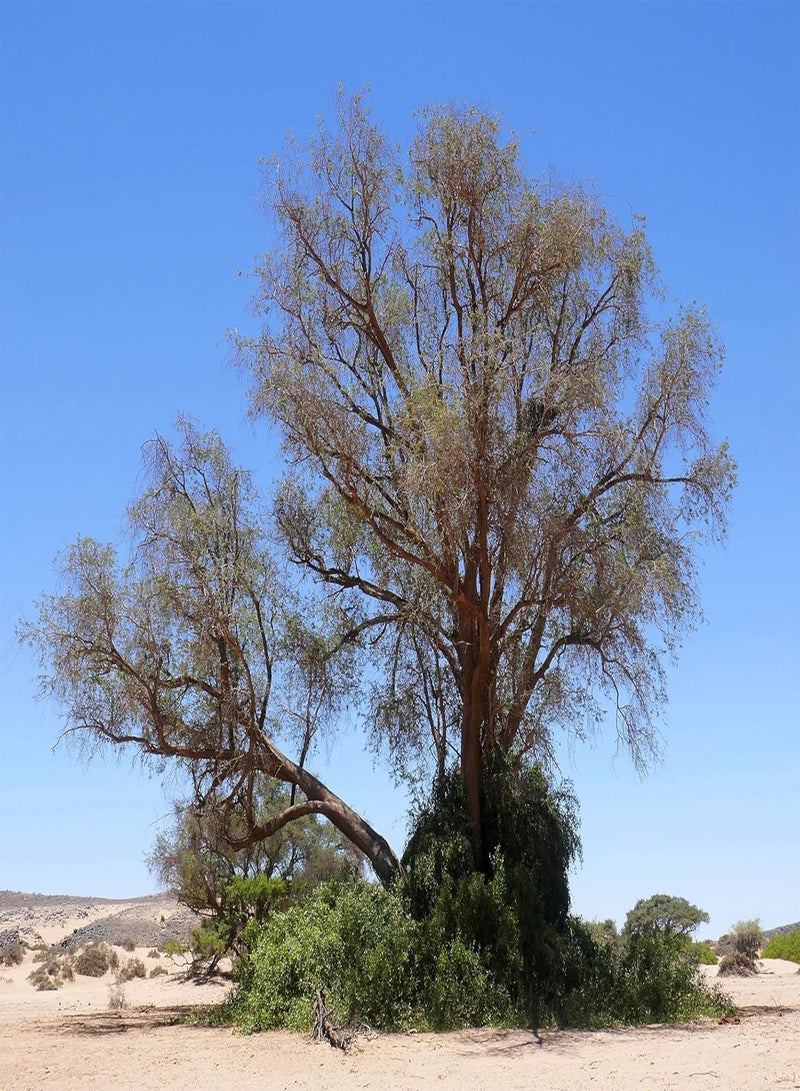GGOOT 10 Faidherbia agida Seeds, Ana Tree Seeds, Apple Ring Tree, Apple-Ring Acacia, gao, White Acacia, White-Thorn, Winter Thorn  - Image 3