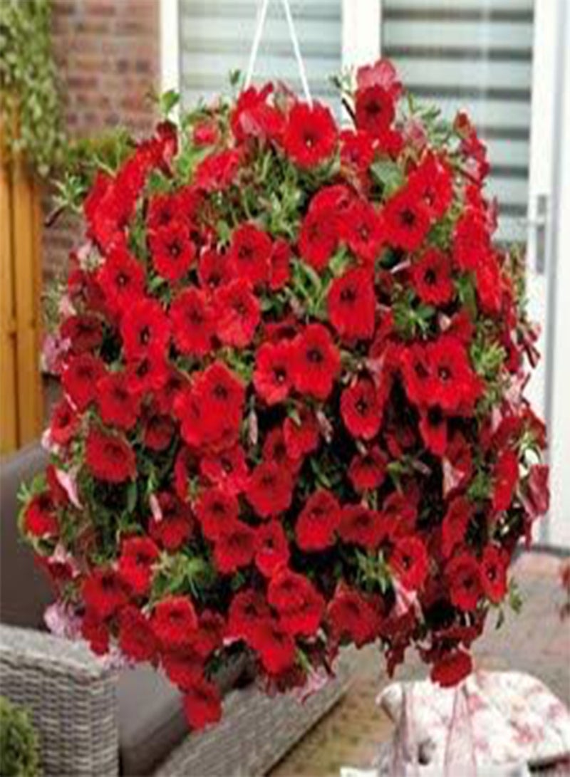 GGOOT seeds Fresh 200 Pcs  Perennial Flowers seeds for Planting red 2