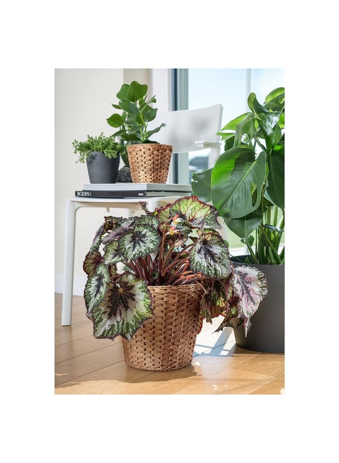 Zaboon Plant pot, water hyacinth, 24 cm - Image 5